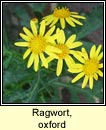 ragwort,oxford (buachalan pheadair)