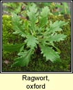 ragwort,oxford (Buachaln Pheadair)