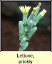 lettuce,prickly