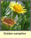 golden-samphire (ailleann pheadair)