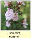 calamint,common (cailmint)
