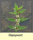 gipsywort (feorn corraigh )