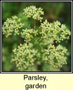 parsley,garden (peirsil gharra)