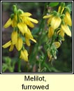 melilot,furrowed