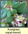 knotgrass,equal-leaved (glineach ghainimh)