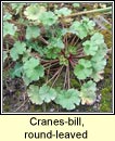 cranesbill,round-leaved (crobh cruinn)