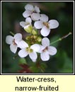 water-cress,narrow-fruited (biolar mion)