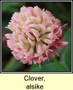 clover,alsike (seamair lochlannach)