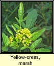 yellow-cress,marsh (biolar bu corraigh)