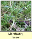 marshwort,lesser (smaileog bhite)