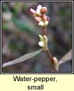 water-pepper,small (biorphiobar beag)
