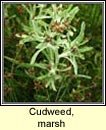 cudweed,marsh (gnamhlus corraigh)