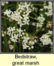 bedstraw,great marsh (r corraigh mr)