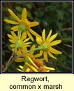 ragwort,common x marsh