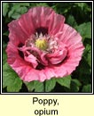 poppy,opium (codlaidn)