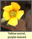 yellow-sorrel,procumbent