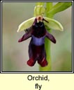 orchid,fly (magairln na gcuileanna)