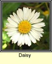 daisy (ninn)