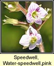 speedwell, water-speedwell,pink (biolar gr dearg)
