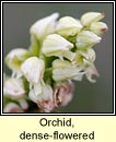 orchid,dense flowered (magairln glas)