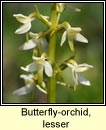 orchid,butterfly,lesser (magairln beag an fhileacin)