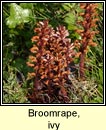 broomrape,ivy (mchg mhr)