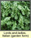 lords-and-ladies,italian (cluas chaoin)
