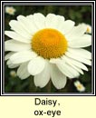 daisy,ox-eye (ninn mr)
