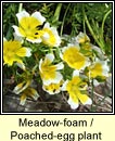 meadow-foam