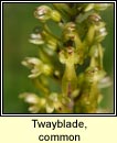 twayblade,common (ddhuilleog)