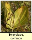 twayblade,common (ddhuilleog)