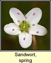 sandwort,spring (gaineamhlus earraigh)