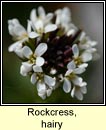rockcress,hairy (gas caill giobach)