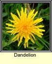dandelion (Caisearbhn)