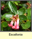 escallonia (tomg ghaelach)
