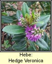 hebe: hedge veronica (niamhscoth Phroinsis)
