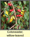 cotoneaster,willow-leaved