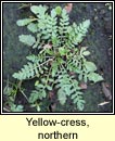 yellow-cress,northern (biolar bu na Boirne)