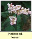 knotweed,lesser (glineach an chlimh)