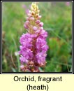 orchid,fragrant,heath (lus taghla)