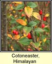 cotoneaster,Himalayan (cainchn Aiseach)
