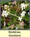 bedstraw,limestone (r beag)