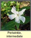 periwinkle,intermediate