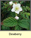 dewberry (eithreog)