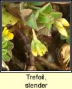 trefoil,slender (seamair bheag)