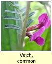 vetch,common ssp