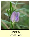 vetch,common ssp