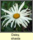 daisy,shasta