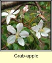 crab-apple (crann fia-ll)