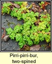 pirri-pirri-bur,two-spined